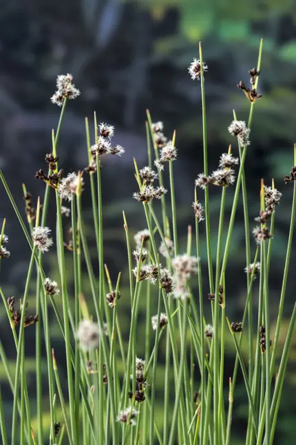 Scirpus lacustris