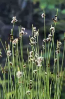 Scirpus lacustris