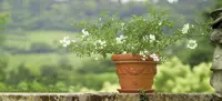 Solanum jasminoides