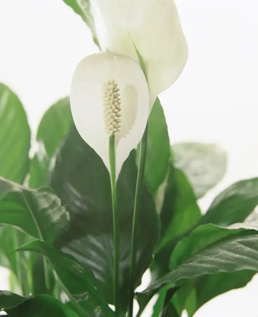 Spathiphyllum - image 2