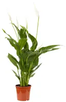 Spathiphyllum - image 1