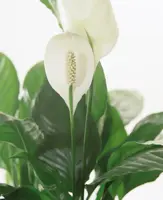 Spathiphyllum D13 H50 - image 2