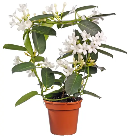 Stephanotis D13 H40 - image 1