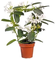 Stephanotis D13 H40 - image 1