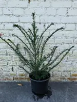 Taxus baccata 100/125 - image 2