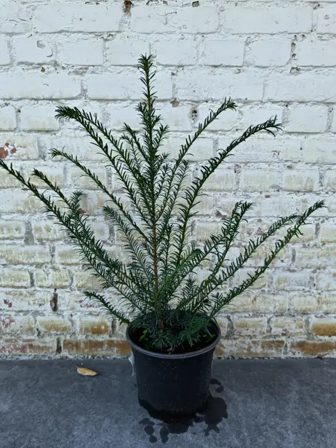 Taxus baccata 20/25 pot 9 - image 2