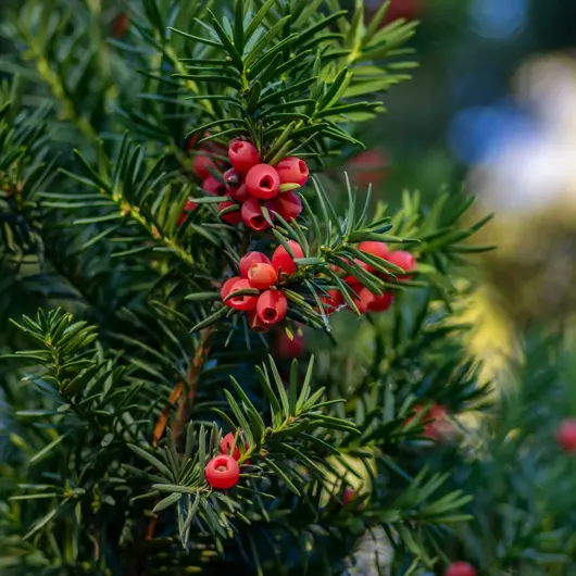 Taxus baccata 20/25 pot 9 - image 1