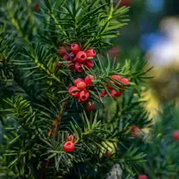 Taxus baccata 30/40 - image 1