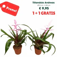 Tillandsia andreas