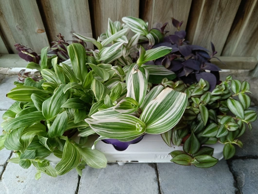 Tradescantia mix