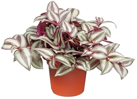 Tradescantia zebrina 'silver Sicilian' D15 H25