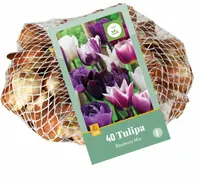 Tulipa blueberry mix 40st