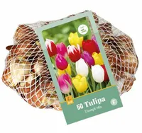 Tulipa triumph mix 40st