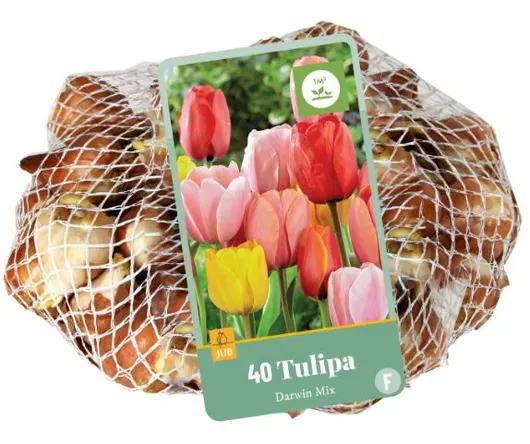 Tulpen darwin hybride mix 40st