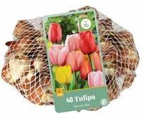 Tulpen darwin hybride mix 40st