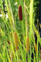 Typha angustifolia