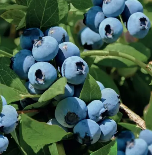 Vaccinium corymbosum Bluecrop 2l - blauwe bes zelfbestuivend - image 2