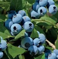 Vaccinium corymbosum Bluecrop 2l - blauwe bes zelfbestuivend - image 2