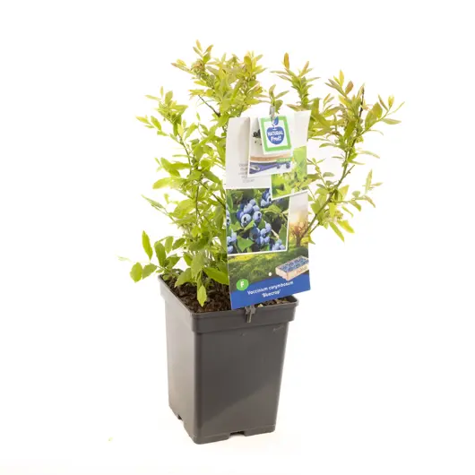 Vaccinium corymbosum Bluecrop 5l - blauwe bes zelfbestuivend - image 1