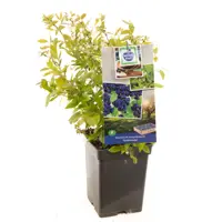 Vaccinium corymbosum Goldtraube 5l - blauwe bes zelfbestuivend - image 1