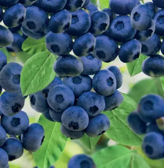 Vaccinium corymbosum Goldtraube 5l - blauwe bes zelfbestuivend - image 2