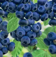 Vaccinium corymbosum Goldtraube 5l - blauwe bes zelfbestuivend - image 2