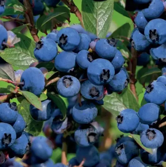 Vaccinium corymbosum Hortblue Petit 5l - blauwe bes zelfbestuivend - image 2