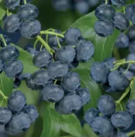 Vaccinium corymbosum Jersey 2l - blauwe bes zelfbestuivend - image 2