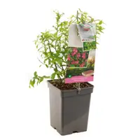 Vaccinium corymbosum Pink Lemonade 5l - roze bes zelfbestuivend - image 1