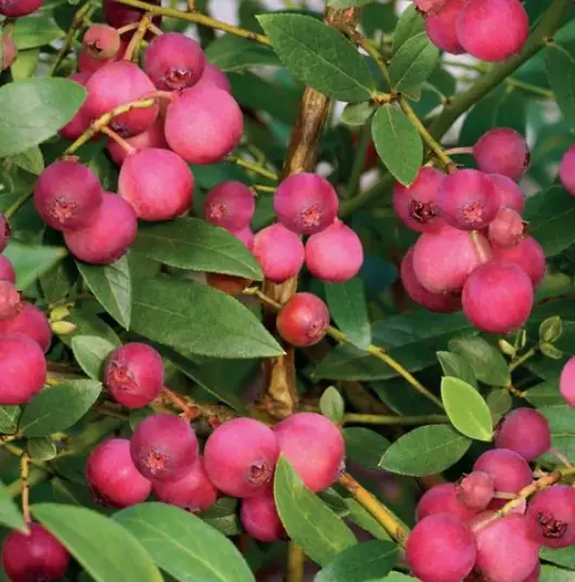 Vaccinium corymbosum Pink Lemonade 5l - roze bes zelfbestuivend - image 2