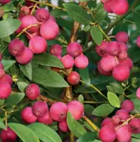 Vaccinium corymbosum Pink Lemonade 5l - roze bes zelfbestuivend - image 2