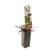 Vaccinium macrocarpon Cranberry 2l - zelfbestuivend - image 1