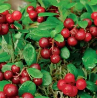 Vaccinium macrocarpon Cranberry 2l - zelfbestuivend - image 2