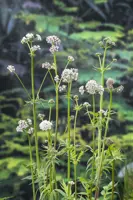 Valeriana officinalis