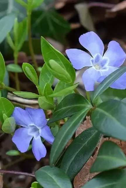 Vinca minor potØ9 cm - image 1