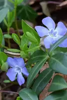 Vinca minor potØ9 cm - image 1