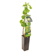 Vitis vin. Bianca 2l - witte druif zelfbestuivend  - image 1