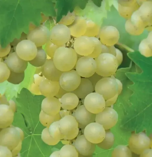 Vitis vin. Bianca 2l - witte druif zelfbestuivend  - image 2