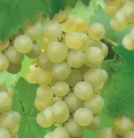 Vitis vin. Bianca 2l - witte druif zelfbestuivend  - image 2