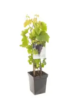 Vitis vin. Heike 5l - pitloze rood/paarse druif zelfbestuivend - image 1