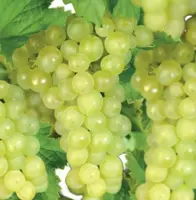 Vitis vin. Himrod 5l - pitloze witte druif zelfbestuivend - image 2