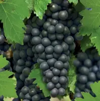 Vitis vin. Regent 2l - blauwe druif zelfbestuivend - image 2