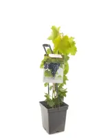 Vitis vin. Regent 5l - blauwe druif zelfbestuivend - image 1