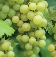 Vitis vin. Solaris 2l - witte druif zelfbestuivend - image 2