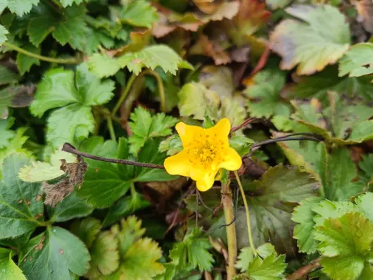 Waldsteinia ternata potØ9 cm - image 1