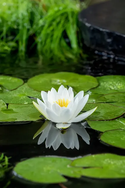 Nénuphar 'Albatros'