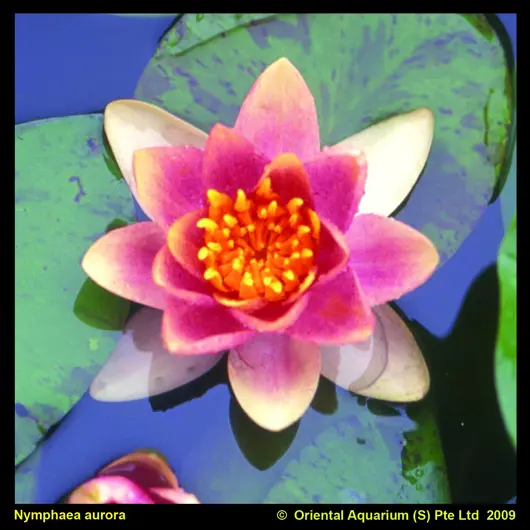 Nénuphar 'Aurora'