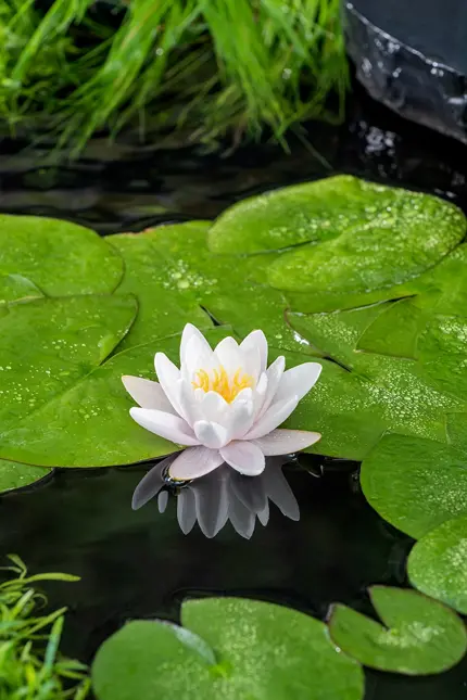 Nénuphar 'Fabiola'