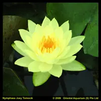 Nénuphar 'Joey Tomocik'