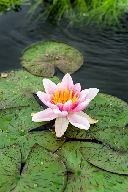 Nénuphar 'Laydekeri Lilacea' panier